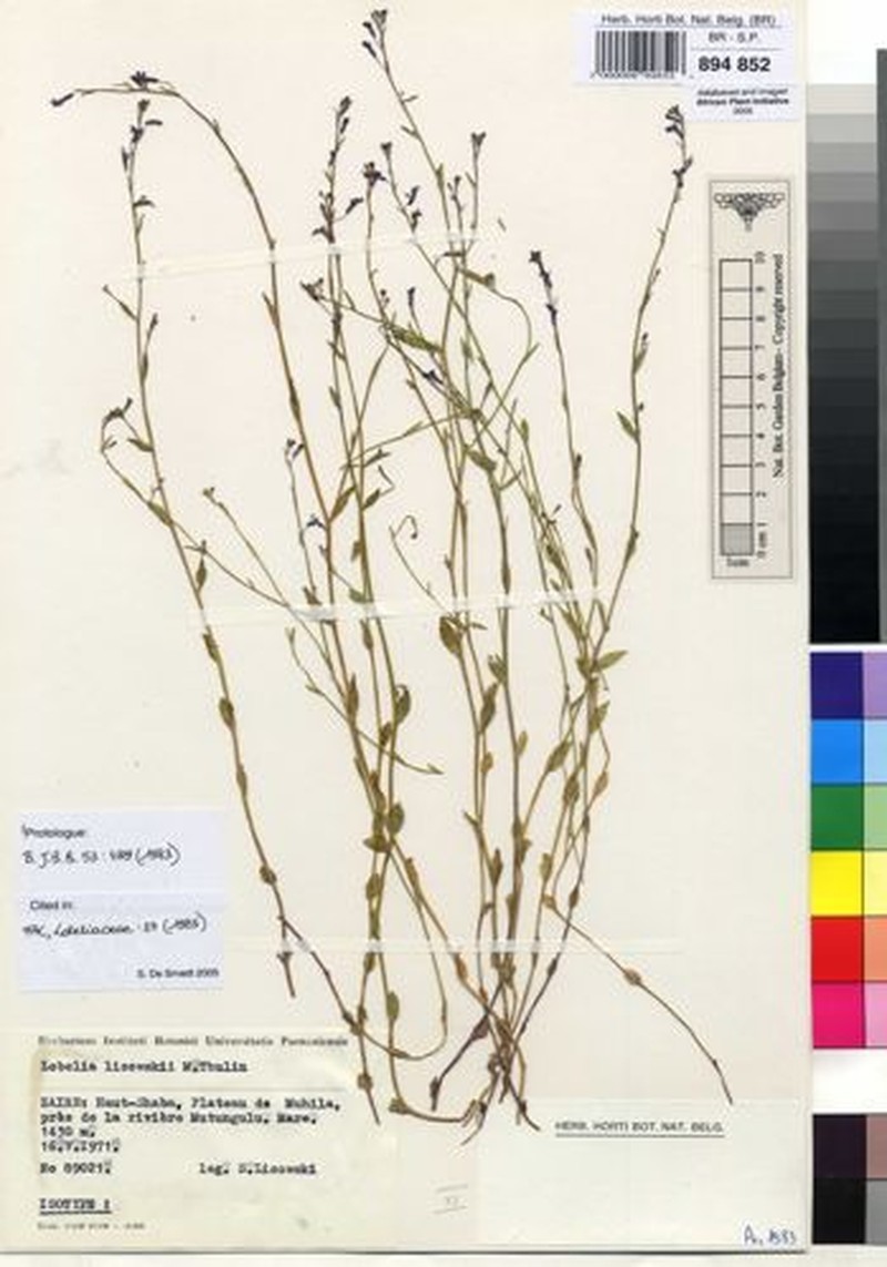 Lobelia lisowskii