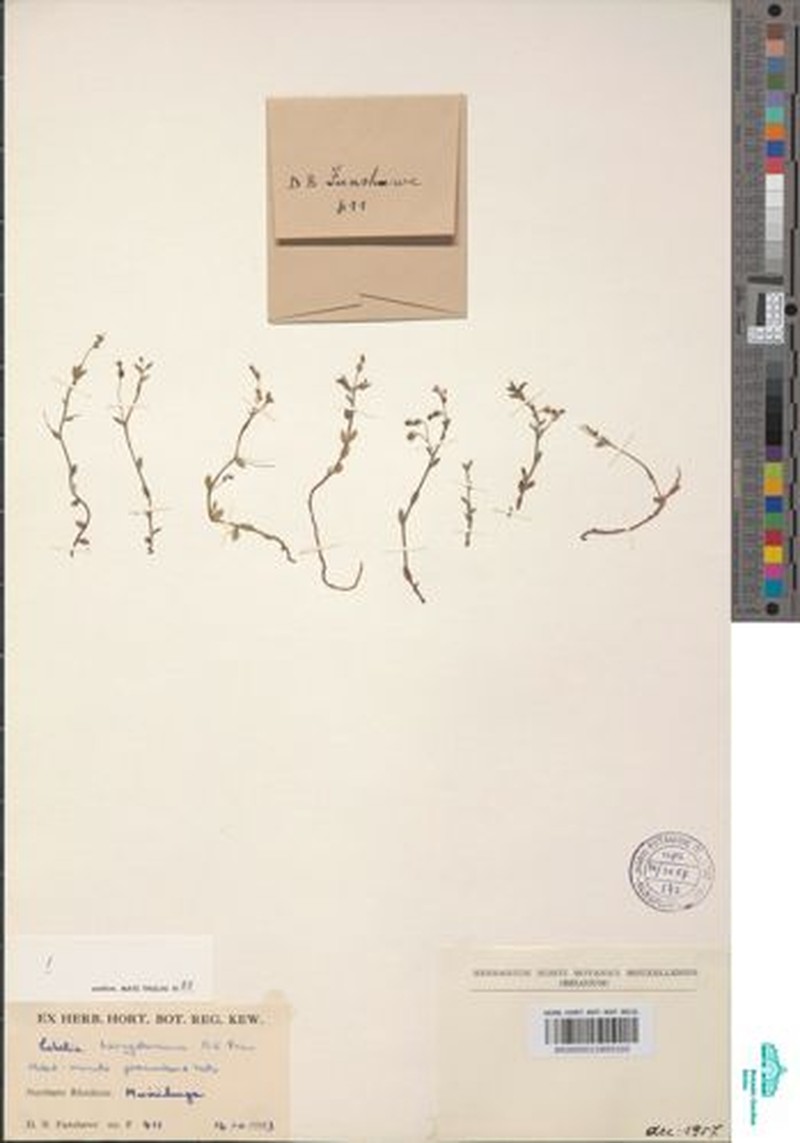 Lobelia livingstoniana