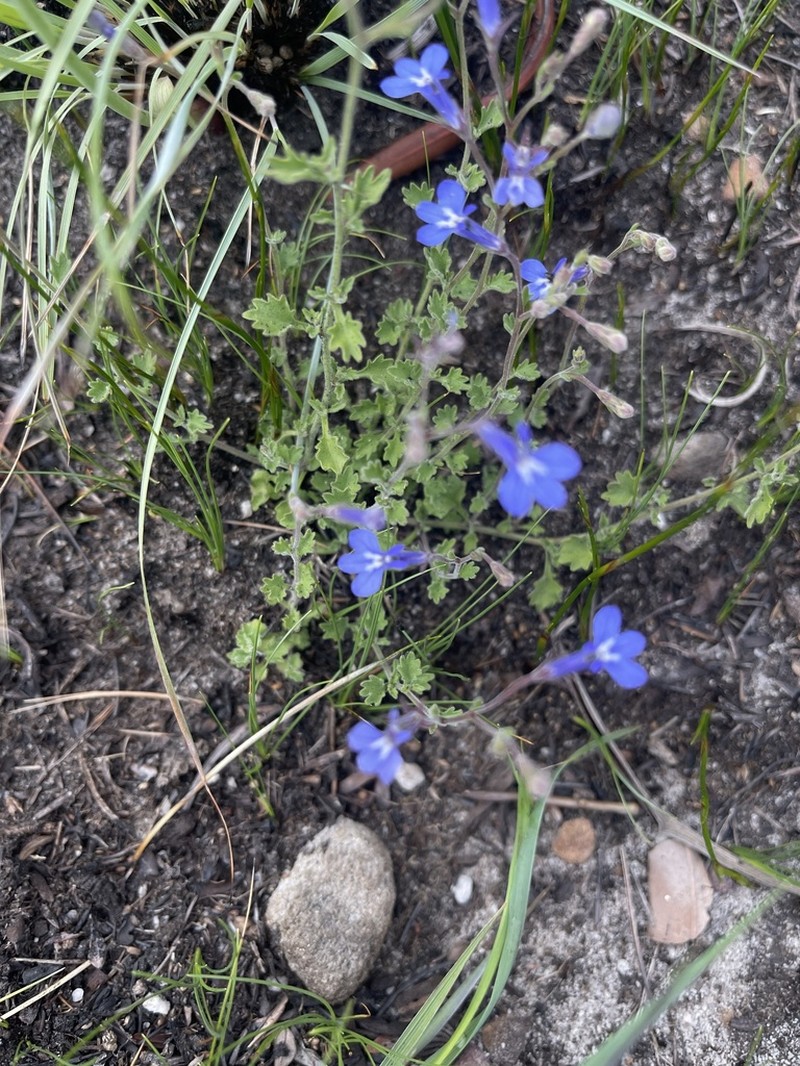 Lobelia lobata
