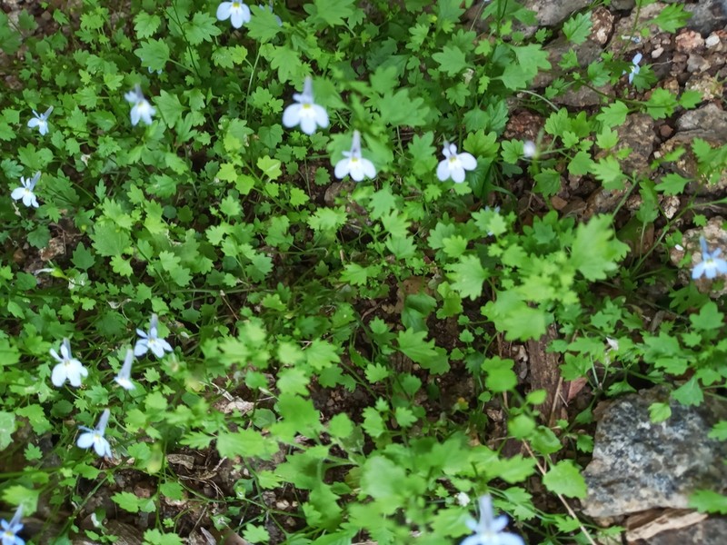 Lobelia lobata photo 2