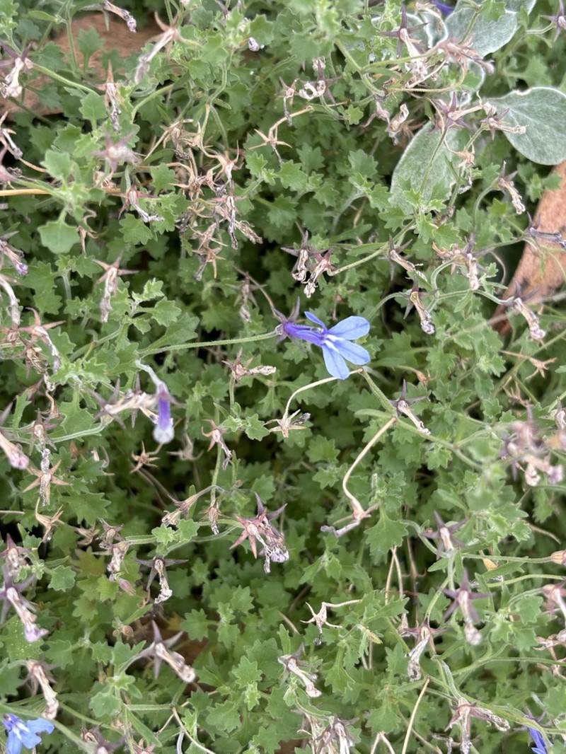 Lobelia lobata photo 3