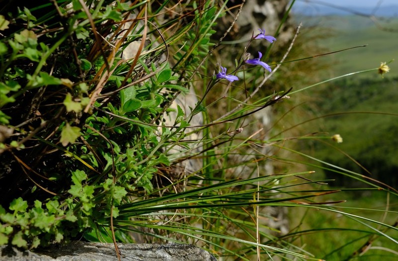 Lobelia lobata photo 5