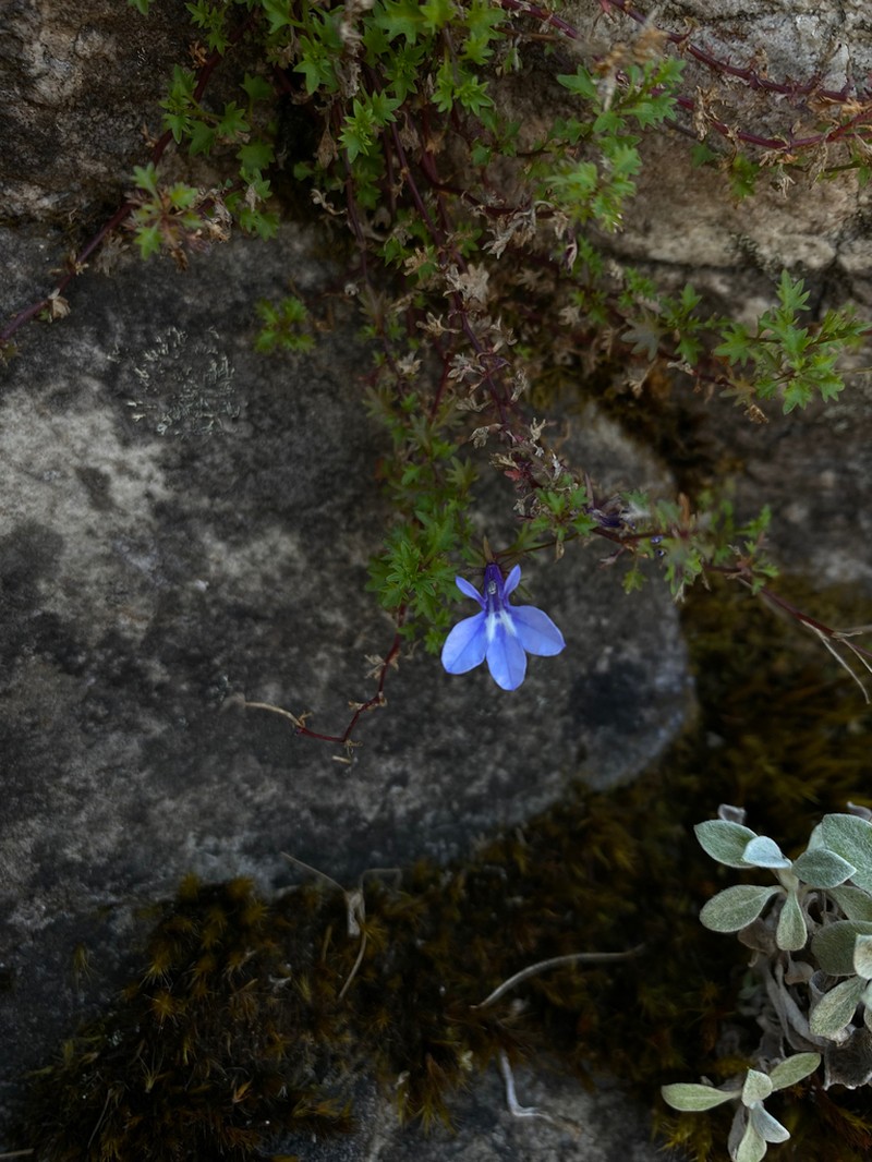 Lobelia lobata photo 6