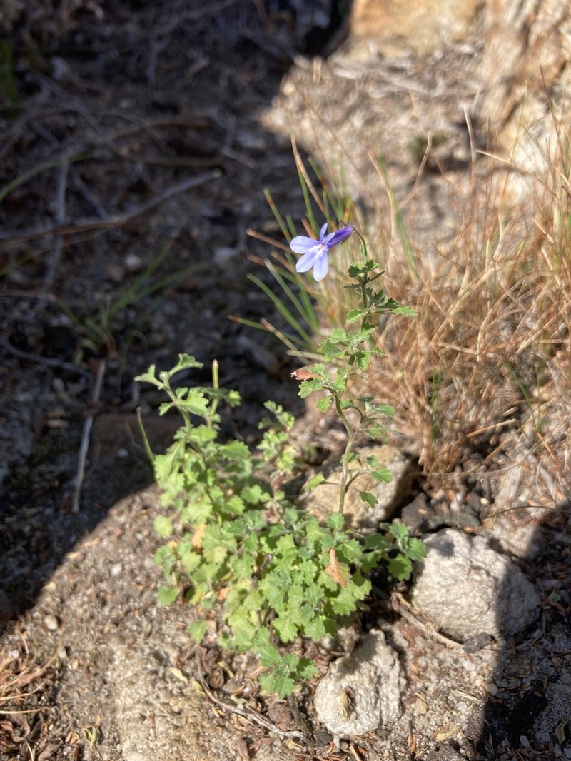 Lobelia lobata photo 8