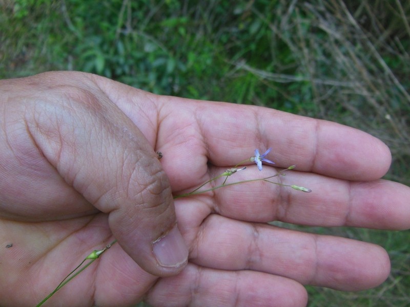 Lobelia longicaulis