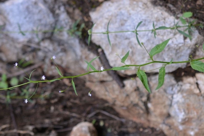 Lobelia longicaulis photo 2
