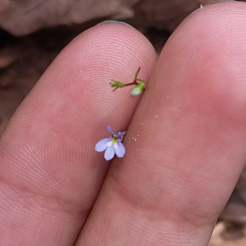 Lobelia longicaulis photo 3