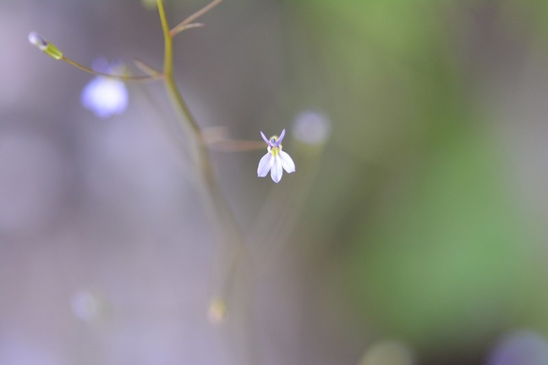 Lobelia longicaulis photo 4
