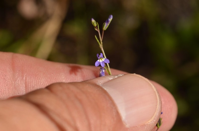 Lobelia longicaulis photo 5