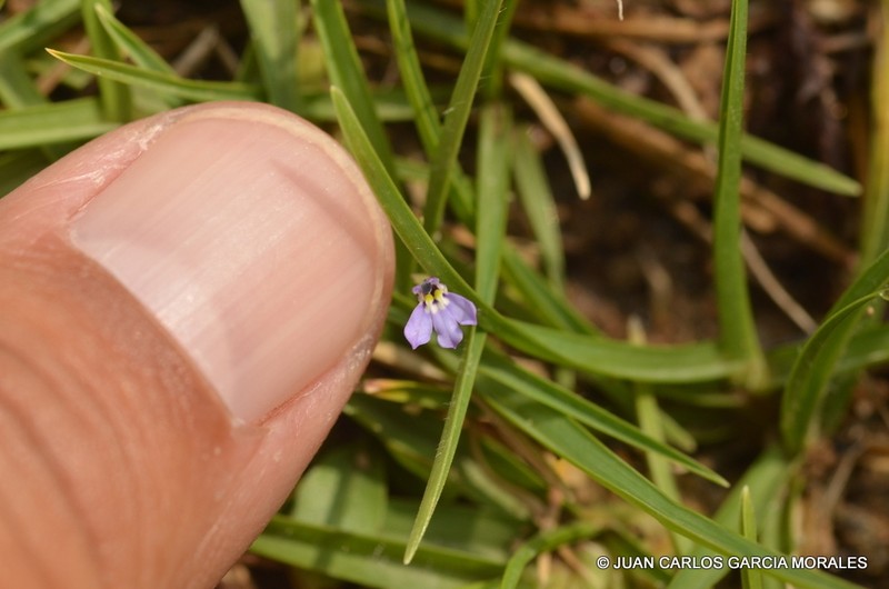 Lobelia longicaulis photo 6