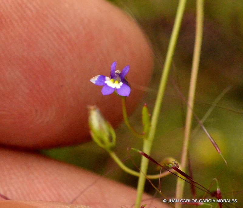 Lobelia longicaulis photo 8