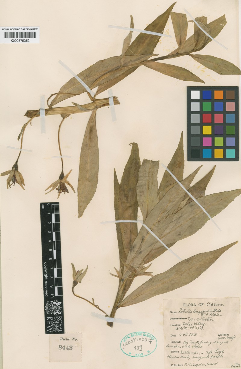 Lobelia longipedicellata