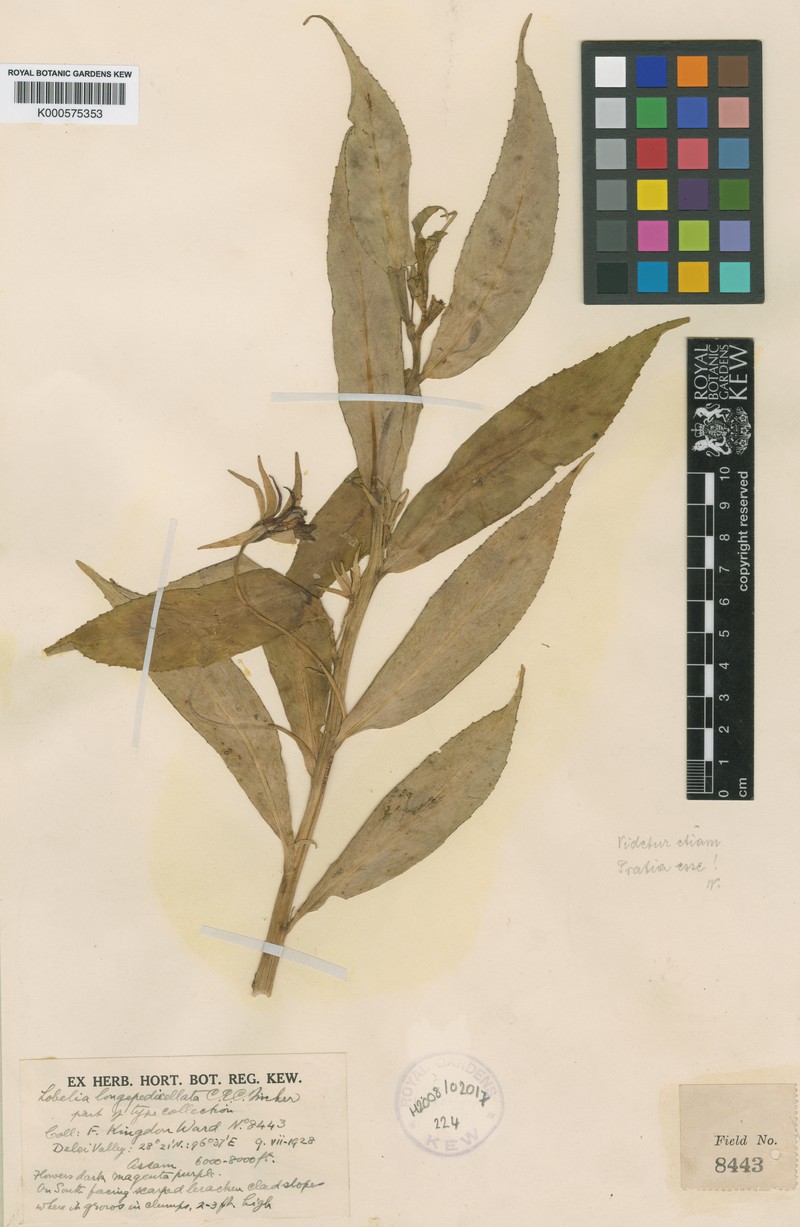 Lobelia longipedicellata photo 2