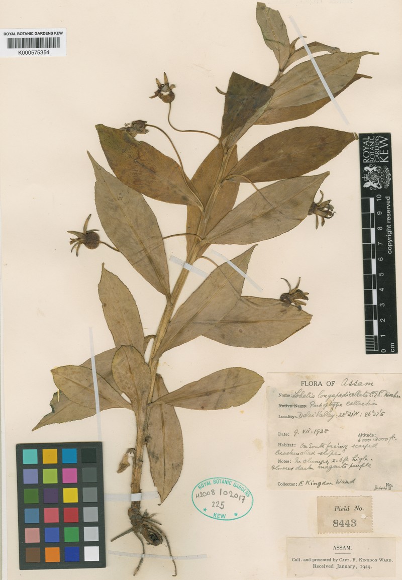 Lobelia longipedicellata photo 3