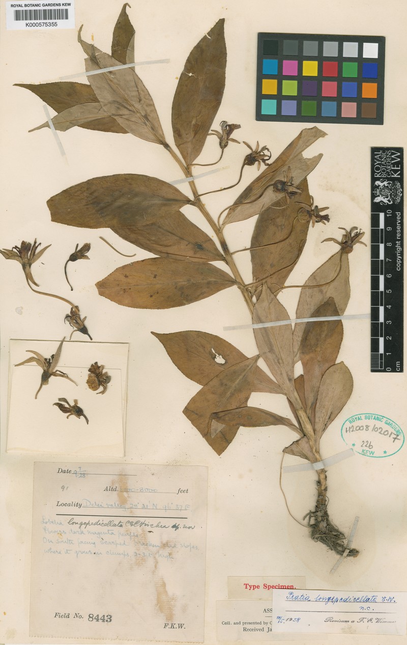 Lobelia longipedicellata photo 4