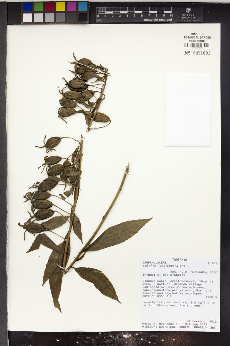 Lobelia longisepala