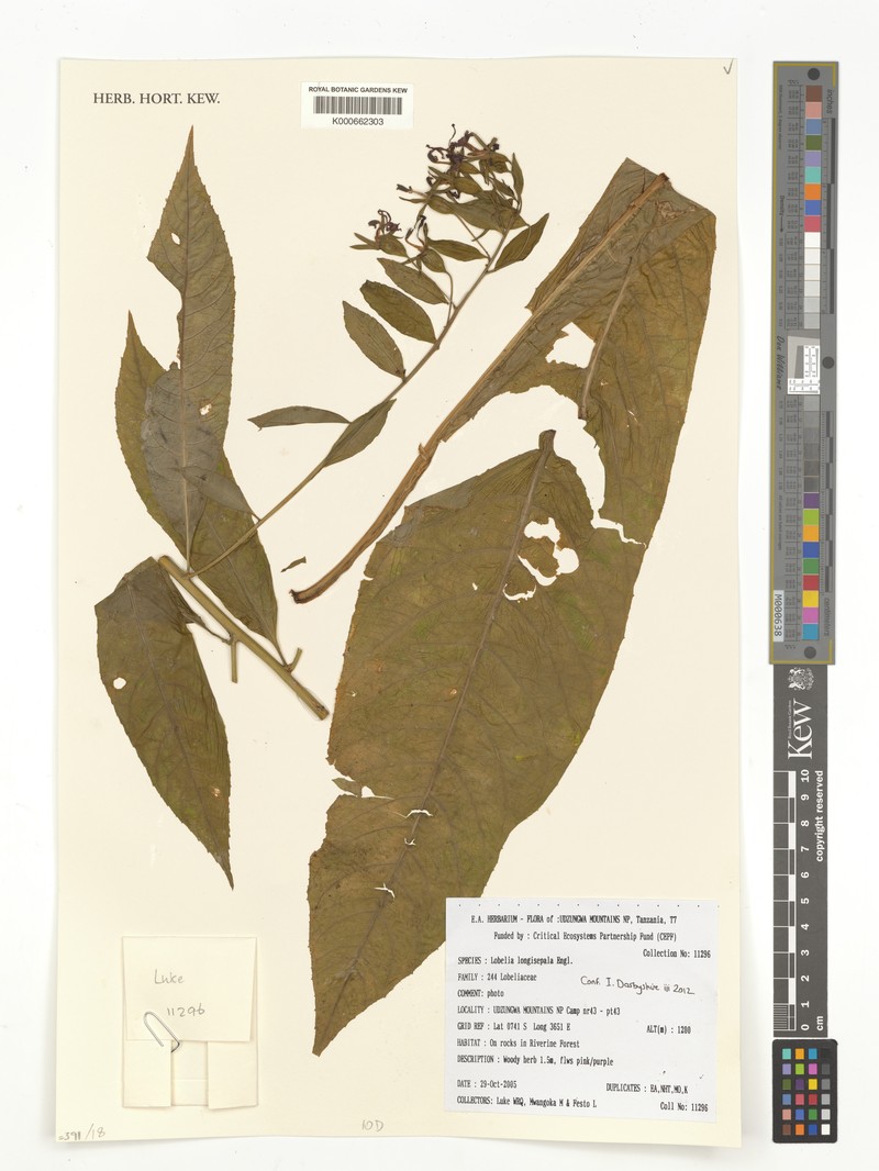 Lobelia longisepala photo 2