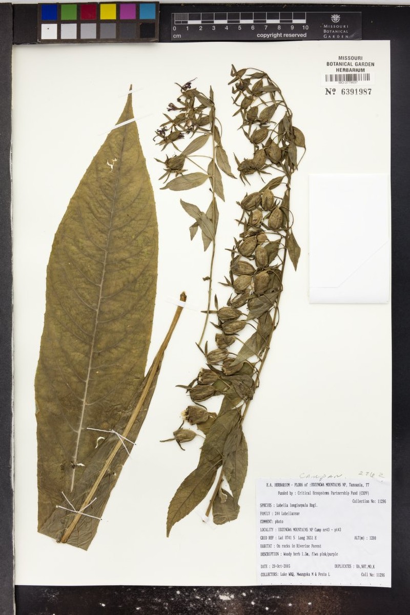 Lobelia longisepala photo 3