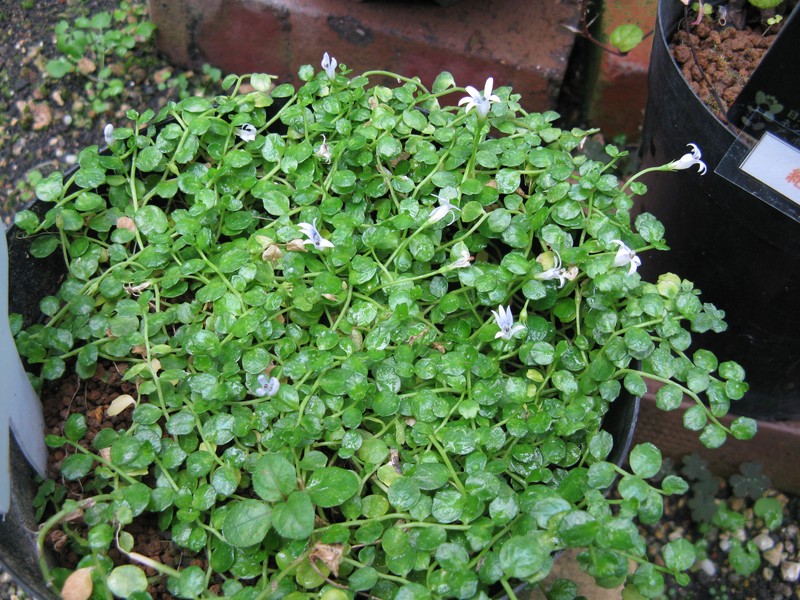Lobelia loochooensis