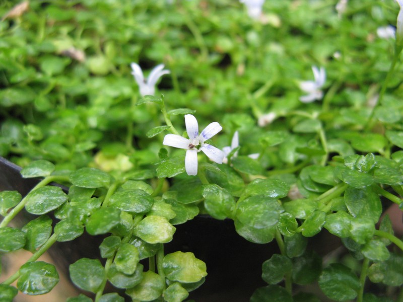 Lobelia loochooensis photo 2