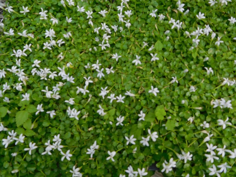 Lobelia loochooensis photo 3