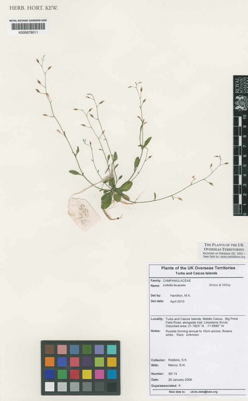 Lobelia lucayana