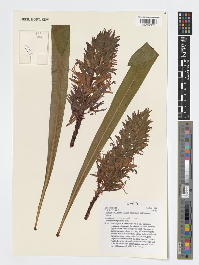 Lobelia lukwangulensis