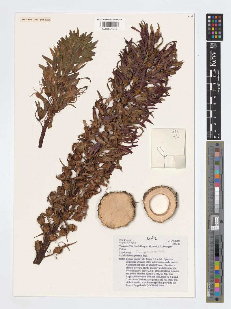 Lobelia lukwangulensis photo 2