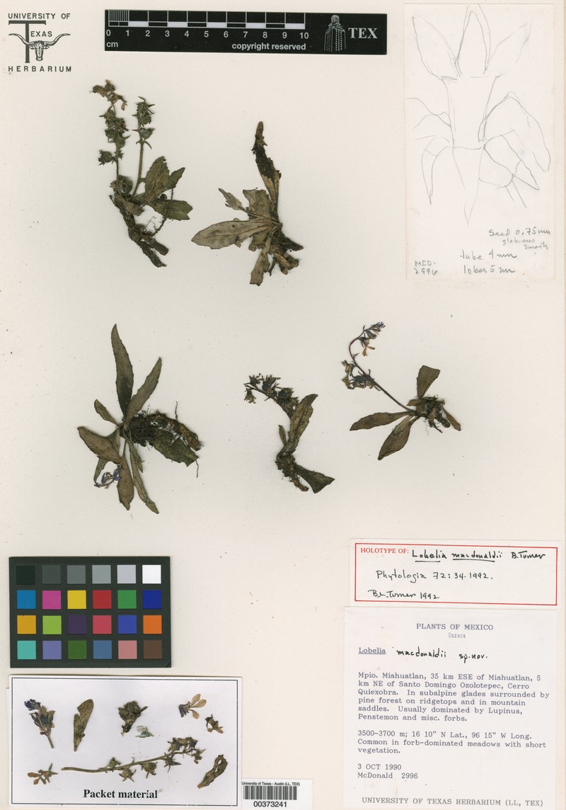 Lobelia macdonaldii