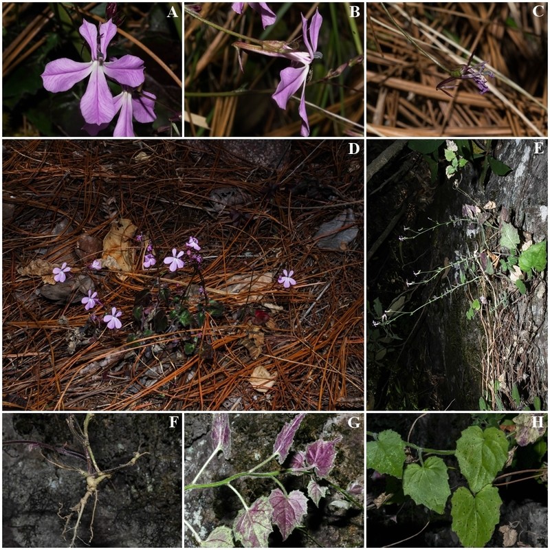 Lobelia macrocentron