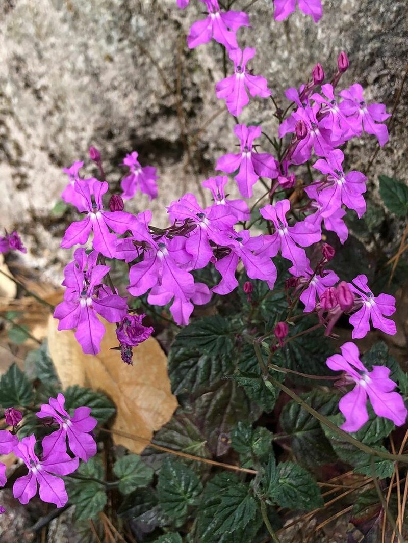 Lobelia macrocentron photo 3