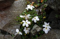 Lobelia macrodon