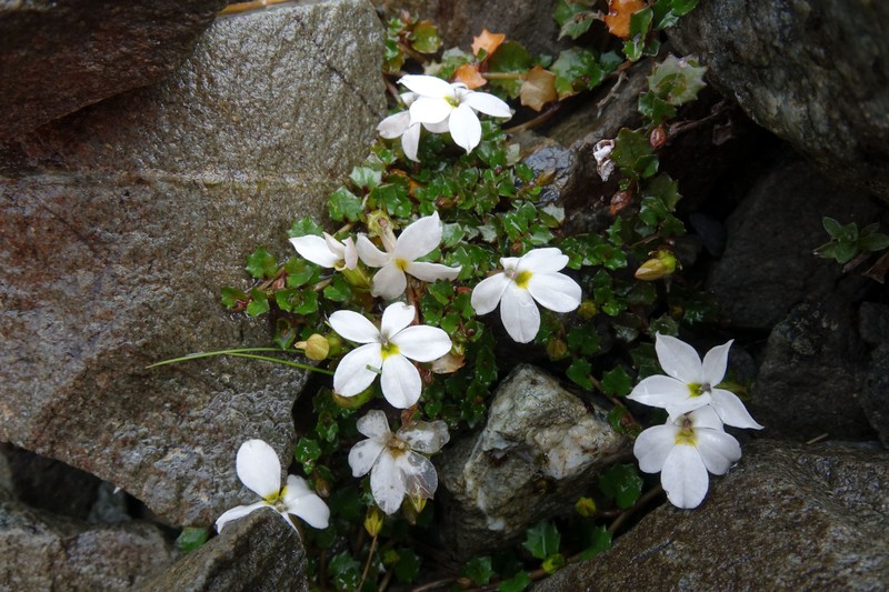 Lobelia macrodon