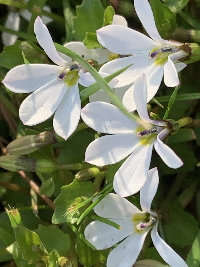 Lobelia macrodon photo 2