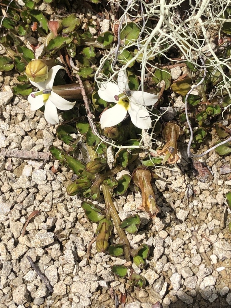 Lobelia macrodon photo 3