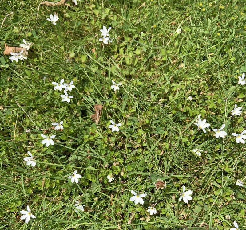 Lobelia macrodon photo 5