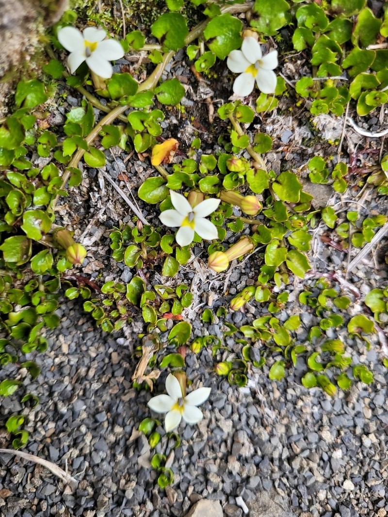 Lobelia macrodon photo 6