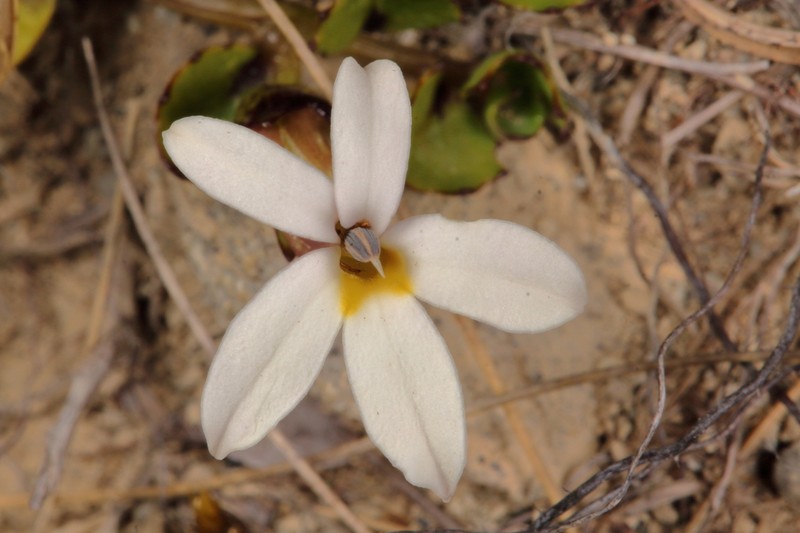 Lobelia macrodon photo 7