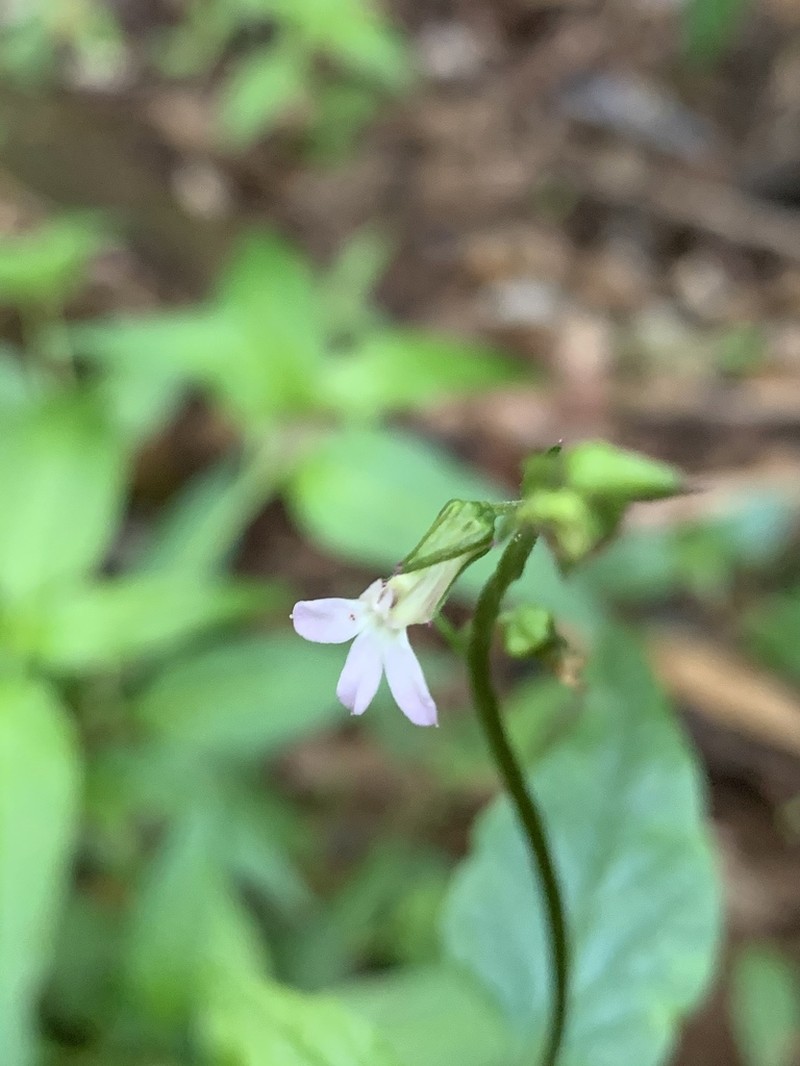 Lobelia malowensis
