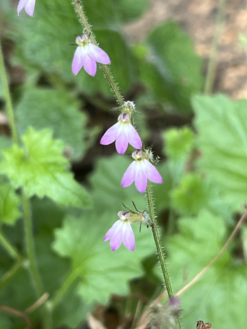Lobelia malowensis photo 2