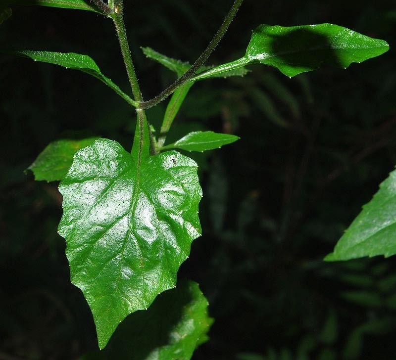 Lobelia malowensis photo 4