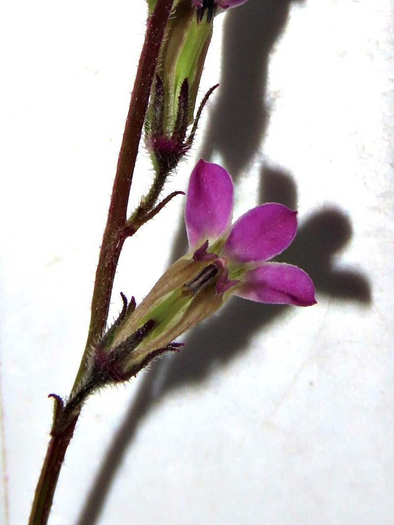 Lobelia malowensis photo 5