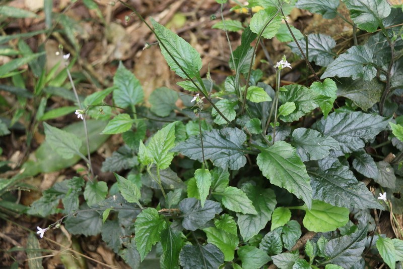 Lobelia malowensis photo 6
