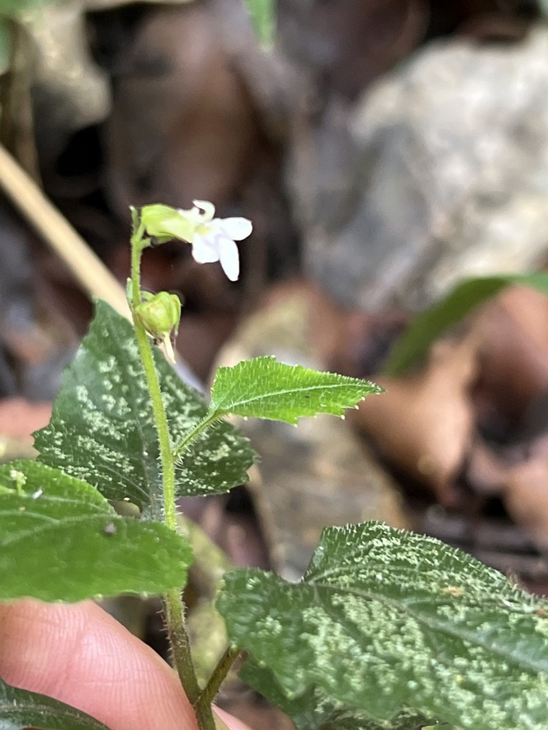 Lobelia malowensis photo 8