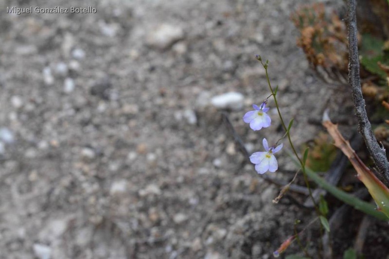 Lobelia margarita