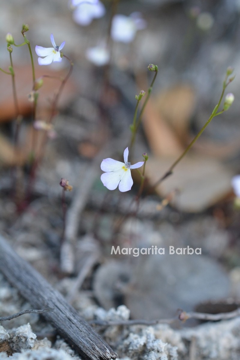 Lobelia margarita photo 2