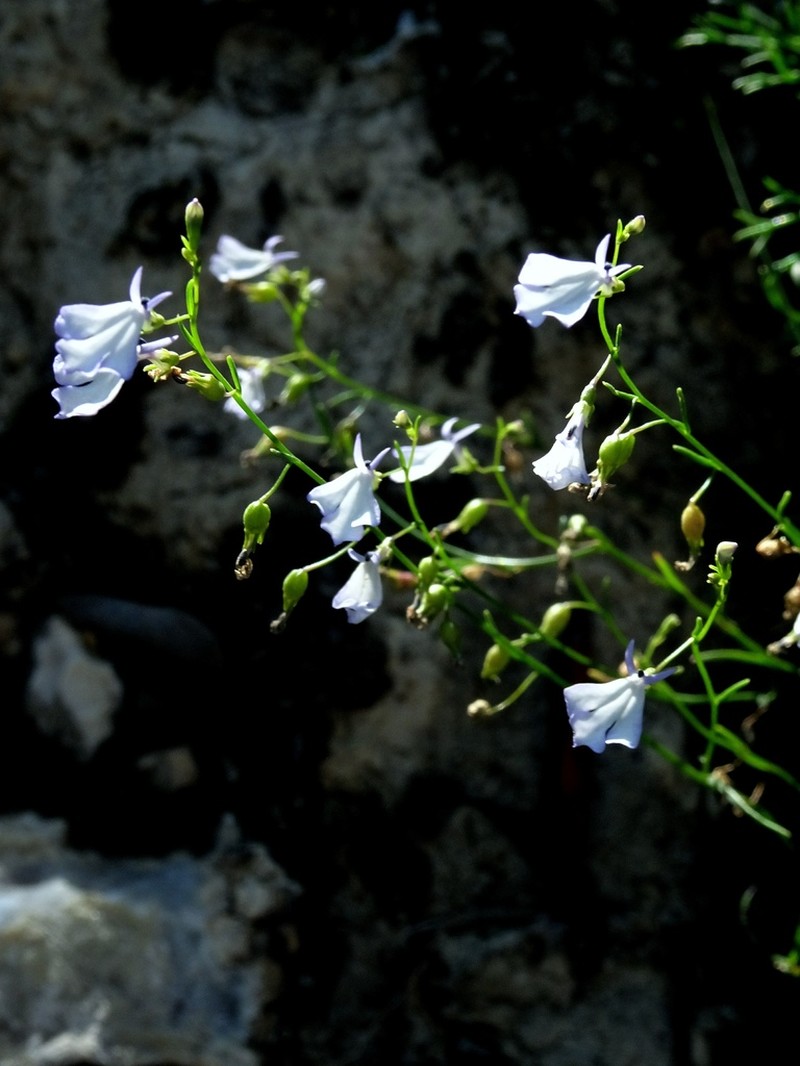 Lobelia margarita photo 3