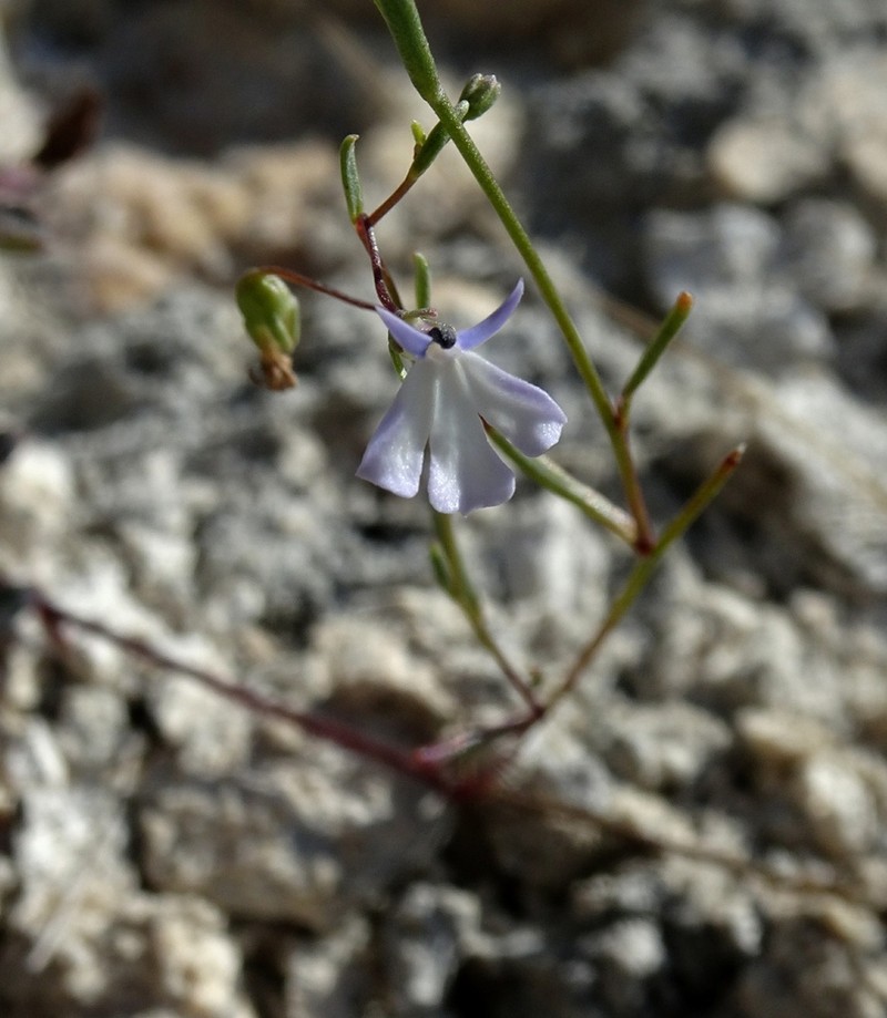 Lobelia margarita photo 4
