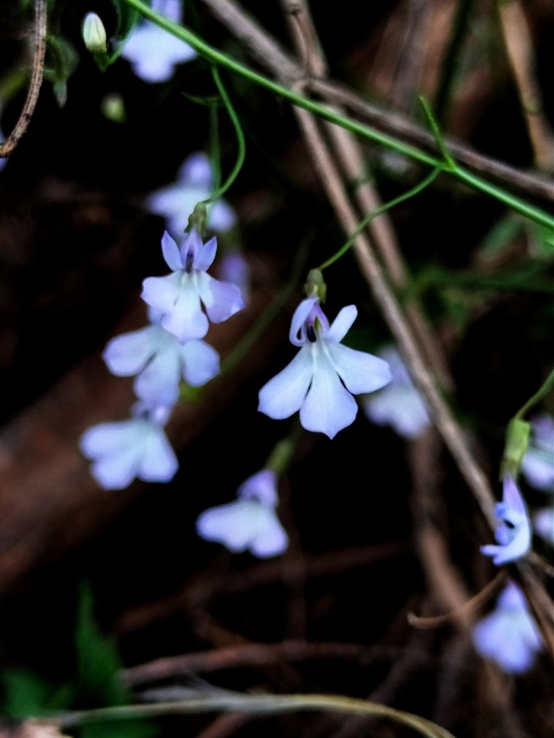 Lobelia margarita photo 5