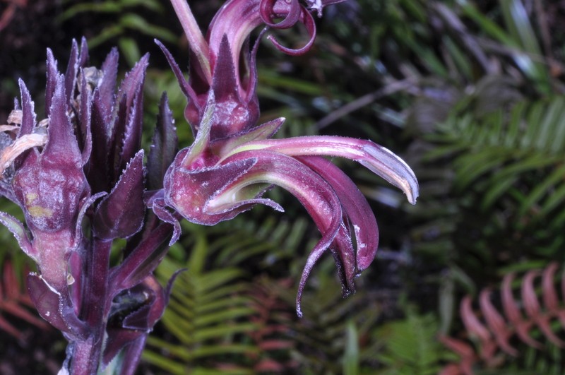 Lobelia martagon